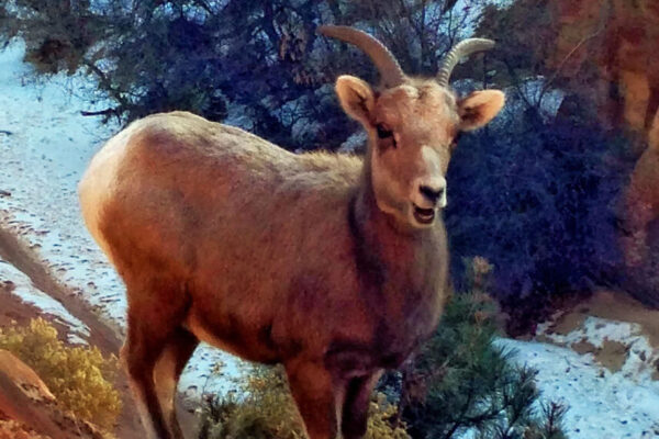 Backcountry Adventures in Zion National Park | Zion Jeep Tours