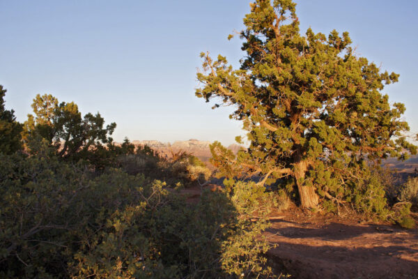 Backcountry Adventures in Zion National Park | Zion Jeep Tours