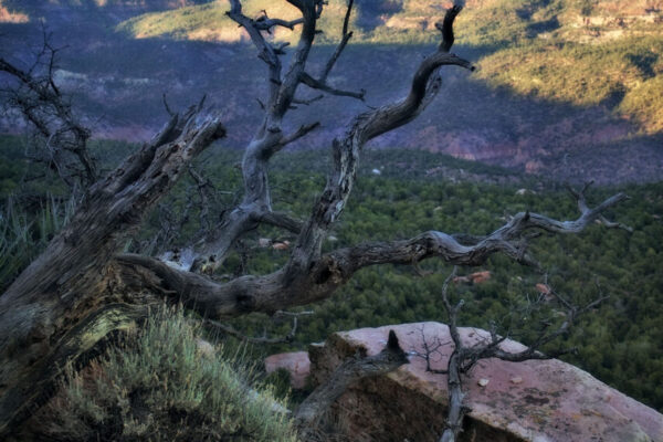 Backcountry Adventures in Zion National Park | Zion Jeep Tours