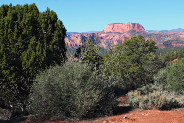 Backcountry Adventures in Zion National Park | Zion Jeep Tours