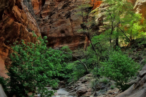 Backcountry Adventures in Zion National Park | Zion Jeep Tours