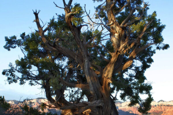 Backcountry Adventures in Zion National Park | Zion Jeep Tours