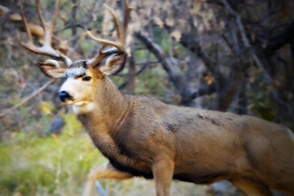 Backcountry Adventures in Zion National Park | Zion Jeep Tours