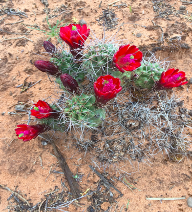 Zion National Park – Pa’rus Trail